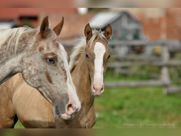 Pools sportpaard Hengst 1 Jaar 167 cm Palomino in Piecowice