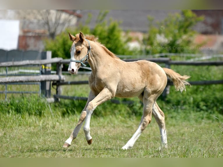 Pools sportpaard Hengst 1 Jaar 167 cm Palomino in Piecowice
