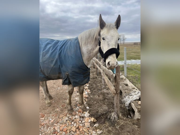 Pools sportpaard Hengst 2 Jaar 150 cm Appaloosa in Grędziec