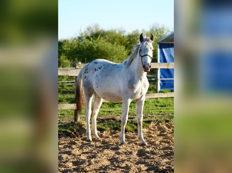Pools sportpaard Hengst 2 Jaar 150 cm Appaloosa in Grędziec