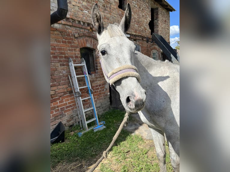 Pools sportpaard Hengst 2 Jaar 150 cm Appaloosa in Grędziec