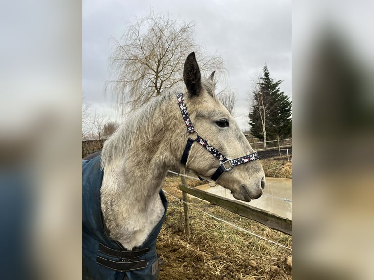 Pools sportpaard Hengst 2 Jaar 150 cm Appaloosa in Grędziec