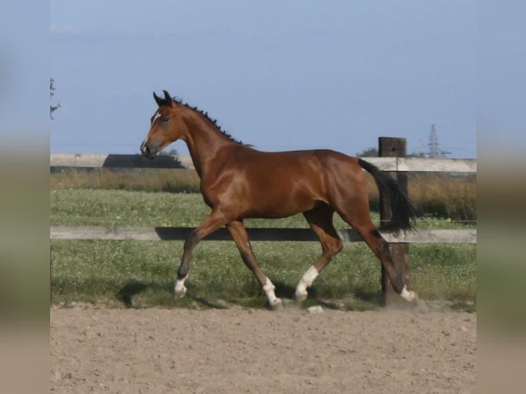 Pools sportpaard Hengst 2 Jaar 155 cm Bruin in koluszki