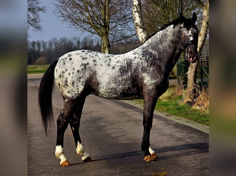 Pools sportpaard Hengst 3 Jaar 164 cm Appaloosa in Someren