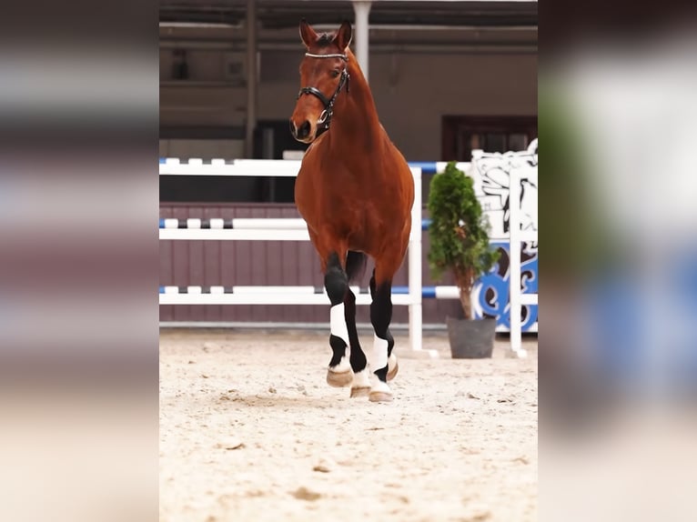 Pools sportpaard Hengst 3 Jaar 169 cm Roodbruin in Panków