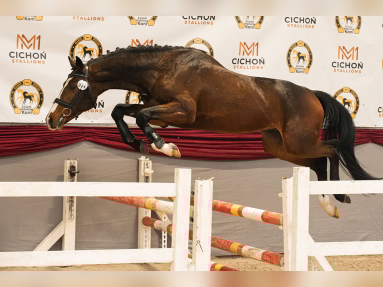 Pools sportpaard Hengst 4 Jaar 165 cm Donkerbruin in Truskolasy