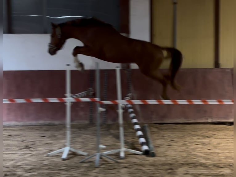 Pools sportpaard Hengst 4 Jaar 169 cm Vos in Różan