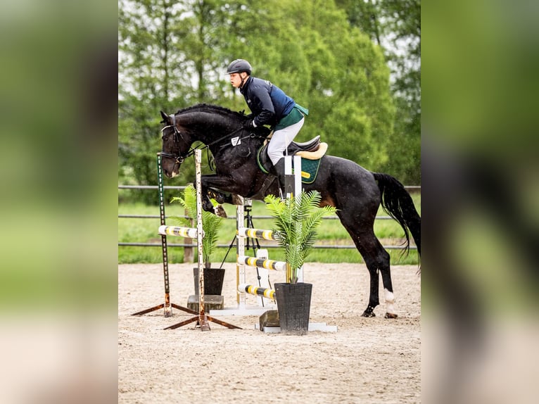 Pools sportpaard Hengst 4 Jaar 172 cm Zwart in Błaszki