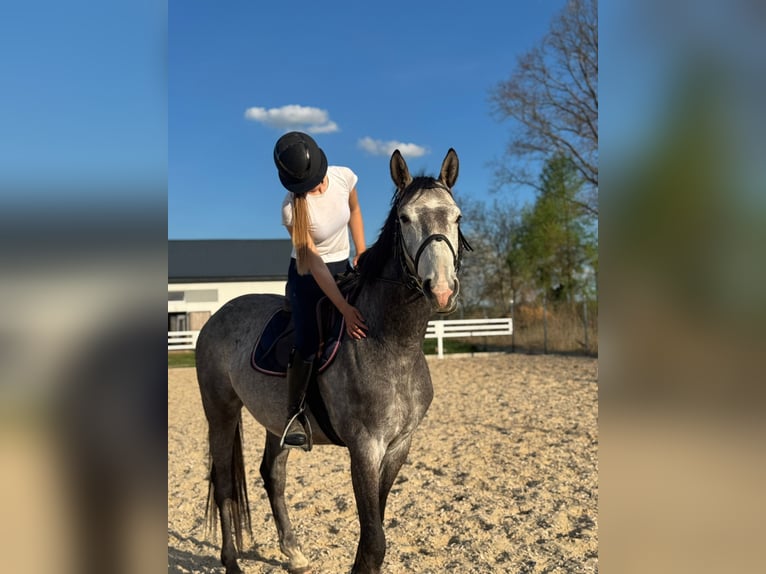 Pools sportpaard Hengst 5 Jaar 165 cm Schimmel in Pawłów