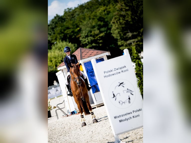 Pools sportpaard Hengst 5 Jaar 168 cm Vos in Turów