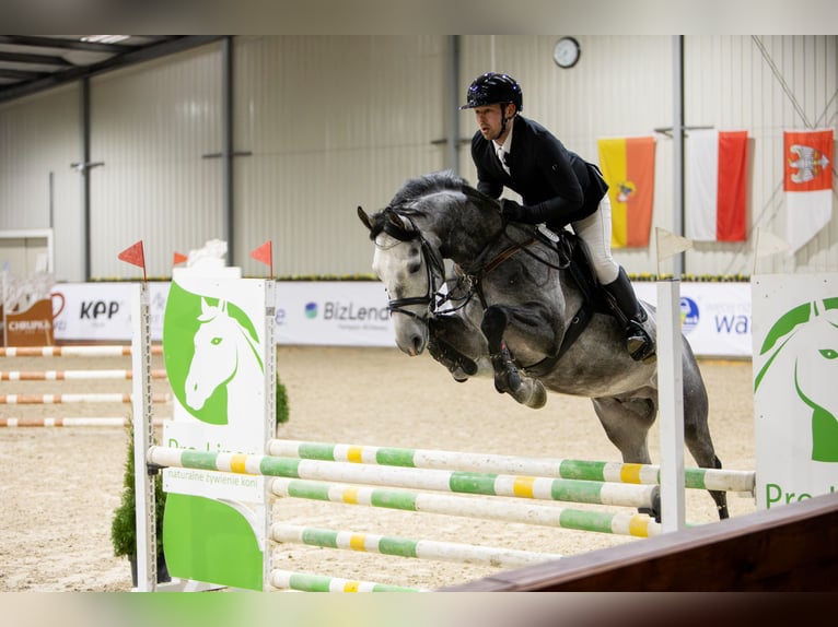 Pools sportpaard Hengst 5 Jaar 170 cm Appelschimmel in Żmigród