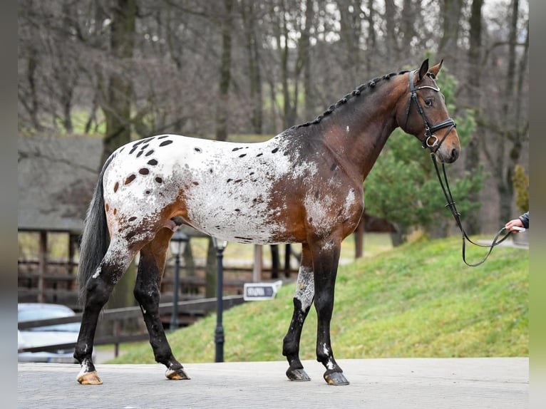 Pools sportpaard Hengst 5 Jaar 175 cm Appaloosa in Panków