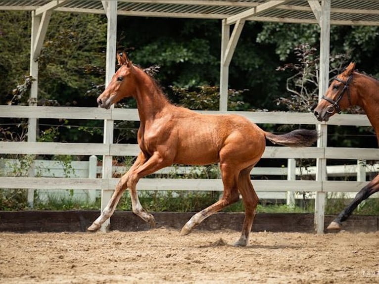 Pools sportpaard Hengst Veulen (04/2026) Bruin in Serock