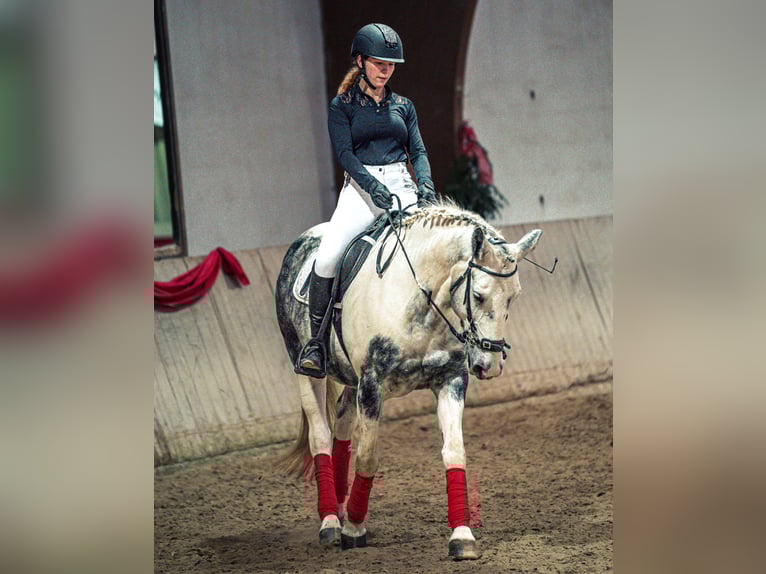 Pools sportpaard Mix Merrie 10 Jaar 152 cm Appelschimmel in Angelbachtal