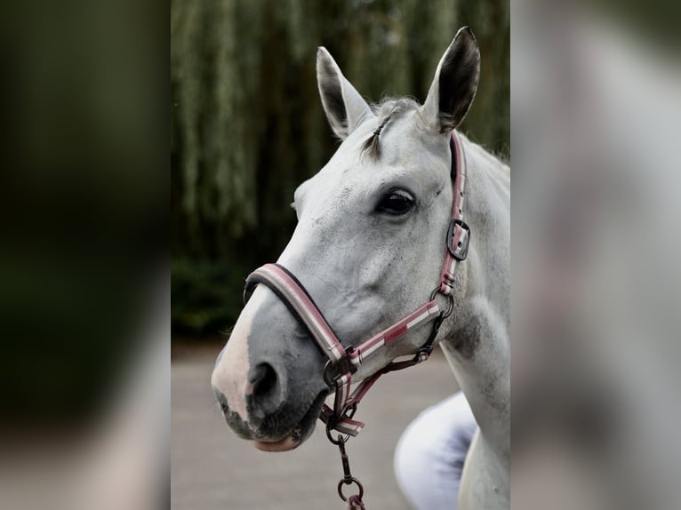 Pools sportpaard Mix Merrie 10 Jaar 152 cm Appelschimmel in Angelbachtal