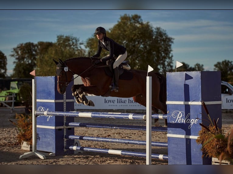 Pools sportpaard Merrie 10 Jaar 170 cm Bruin in Iwno
