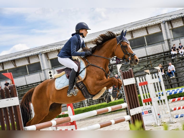 Pools sportpaard Merrie 11 Jaar 158 cm Vos in Warszawa