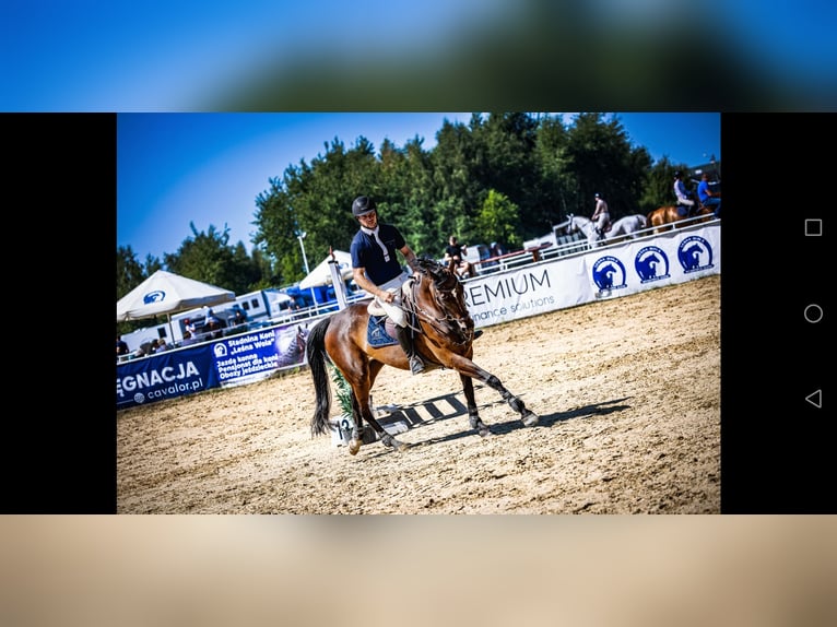 Pools sportpaard Merrie 11 Jaar 164 cm Donkerbruin in Prudnik