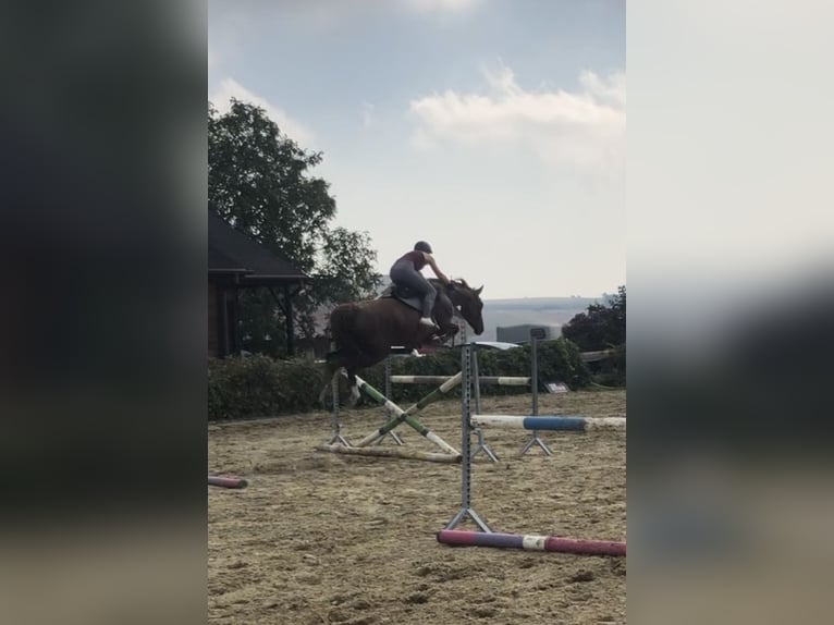 Pools sportpaard Merrie 11 Jaar 165 cm Donkere-vos in Marysin