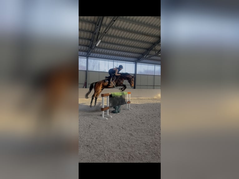 Pools sportpaard Merrie 11 Jaar 170 cm Bruin in Poznań