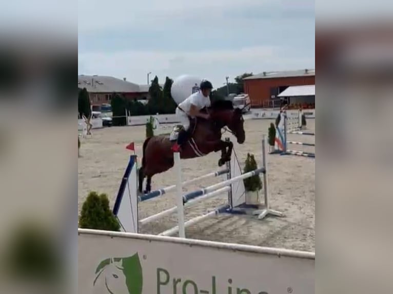 Pools sportpaard Merrie 13 Jaar 165 cm Bruin in Papenhagen