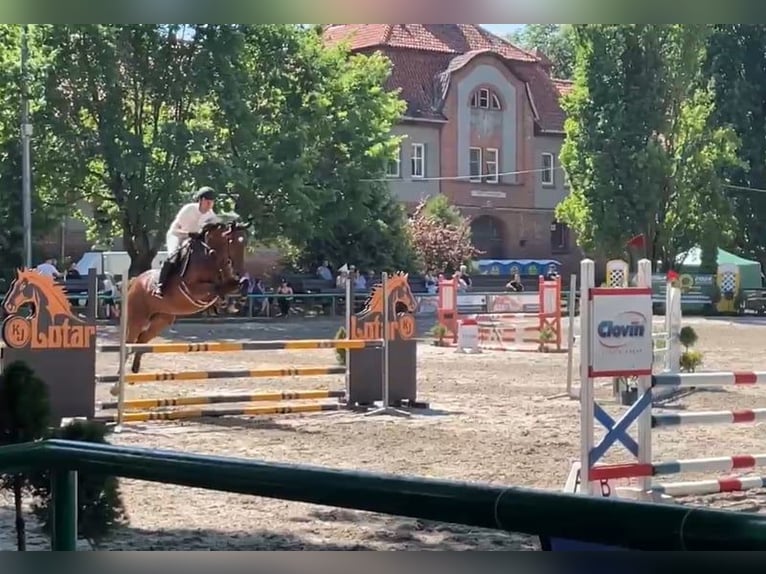 Pools sportpaard Merrie 13 Jaar 165 cm Bruin in Papenhagen