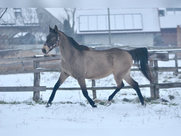 Pools sportpaard Merrie 13 Jaar 167 cm Buckskin in Piecowice