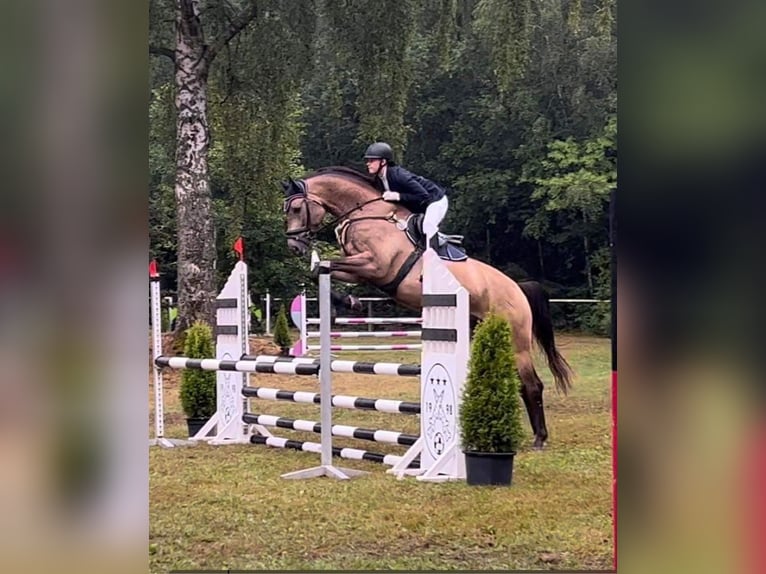 Pools sportpaard Merrie 13 Jaar 167 cm Buckskin in Piecowice