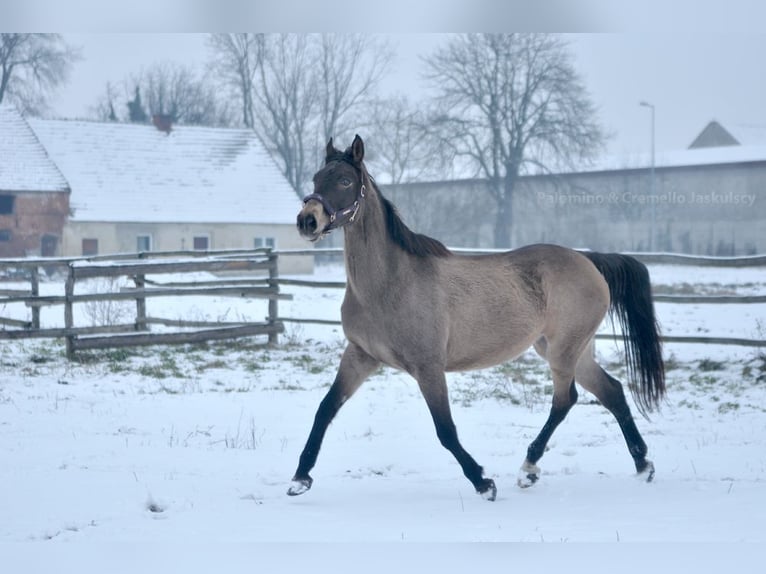 Pools sportpaard Merrie 13 Jaar 167 cm Buckskin in Piecowice