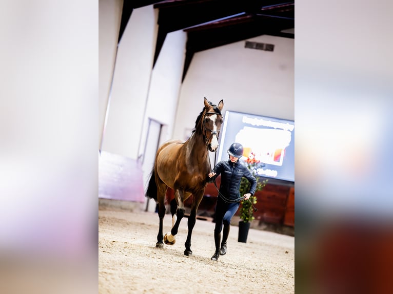 Pools sportpaard Merrie 13 Jaar 178 cm Roodbruin in Warszawa