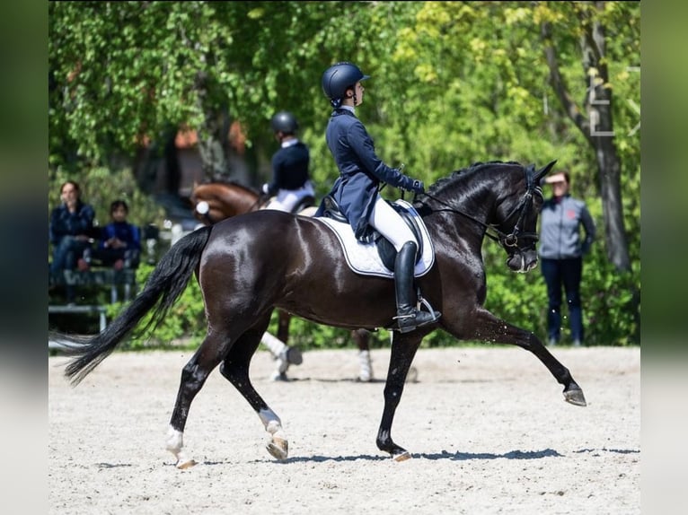 Pools sportpaard Merrie 14 Jaar 168 cm Zwart in Ochaby Wielkie