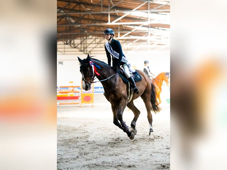 Pools sportpaard Merrie 14 Jaar 178 cm Roodbruin in Warszawa