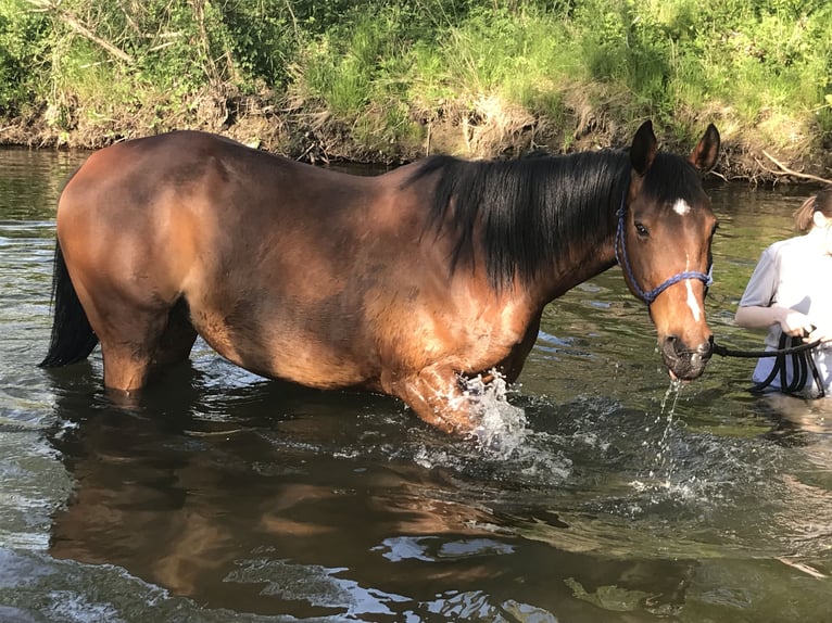 Pools sportpaard Merrie 15 Jaar 170 cm Bruin in Weimar