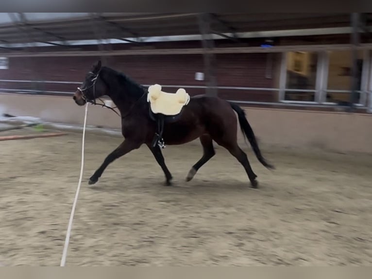 Pools sportpaard Merrie 16 Jaar 170 cm Donkerbruin in Gdańsk