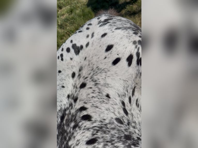 Pools sportpaard Merrie 1 Jaar 160 cm Appaloosa in SIEDLISKA
