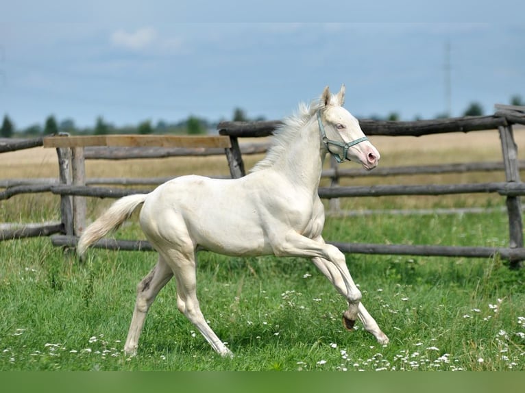 Pools sportpaard Merrie 1 Jaar 165 cm Cremello in Piecowice