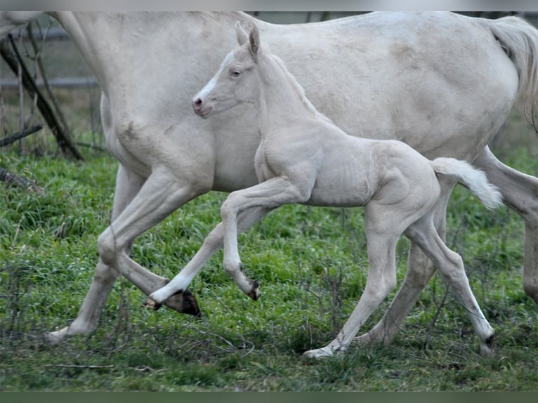 Pools sportpaard Merrie 1 Jaar 165 cm Cremello in Piecowice