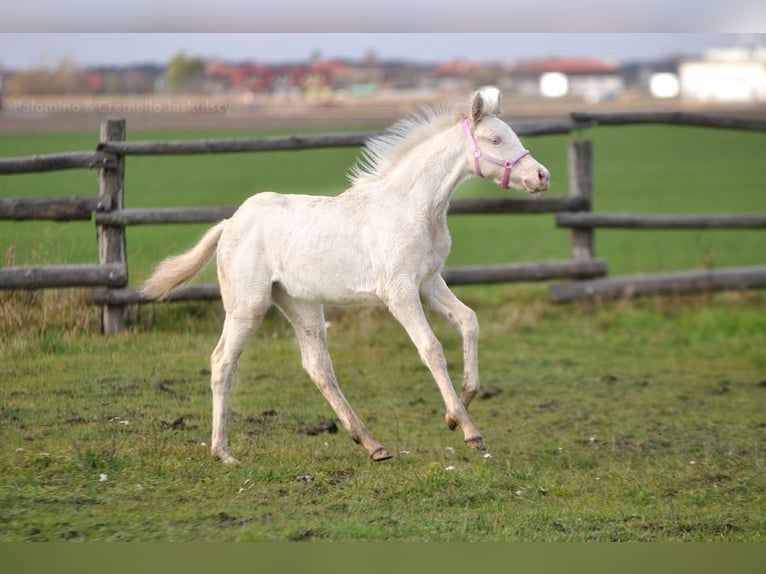 Pools sportpaard Merrie 1 Jaar 166 cm Cremello in Piecowice