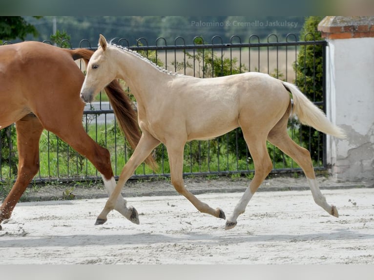 Pools sportpaard Merrie 1 Jaar 167 cm Palomino in Piecowice
