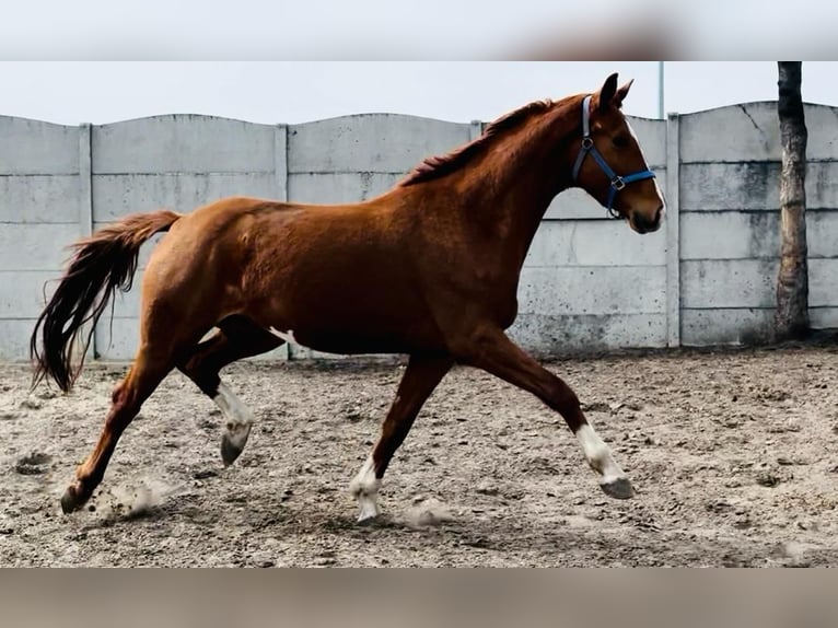 Pools sportpaard Merrie 1 Jaar 167 cm Palomino in Piecowice