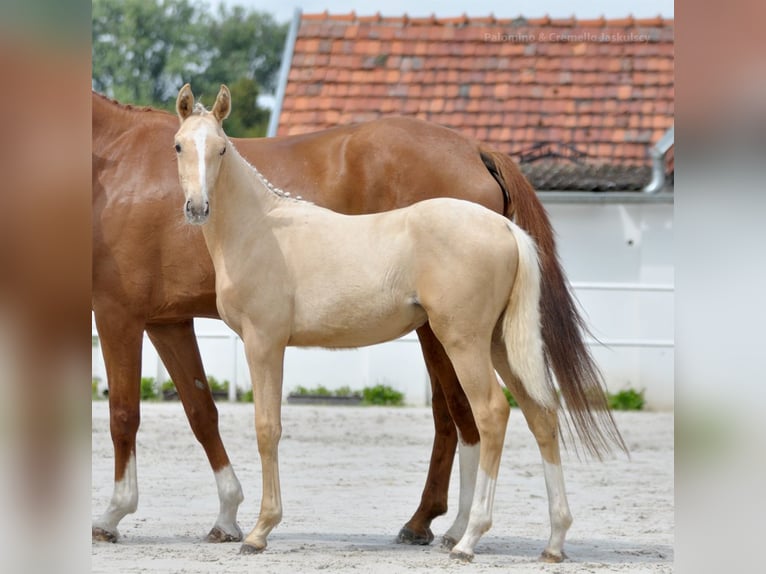 Pools sportpaard Merrie 1 Jaar 167 cm Palomino in Piecowice