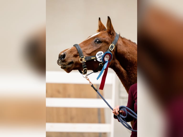 Pools sportpaard Merrie 2 Jaar 166 cm Bruin in Galiny