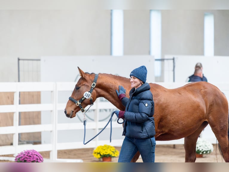 Pools sportpaard Merrie 2 Jaar 166 cm Bruin in Galiny
