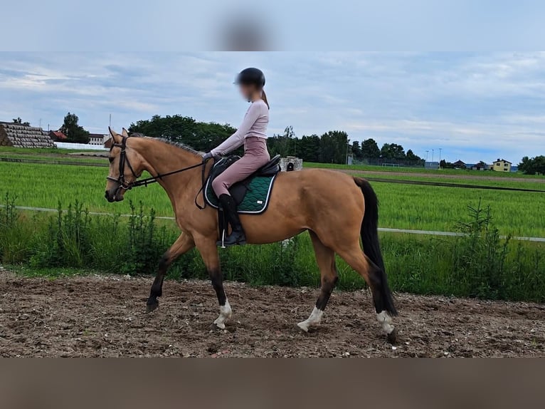 Pools sportpaard Merrie 3 Jaar 155 cm Cremello in Jankow zalesny