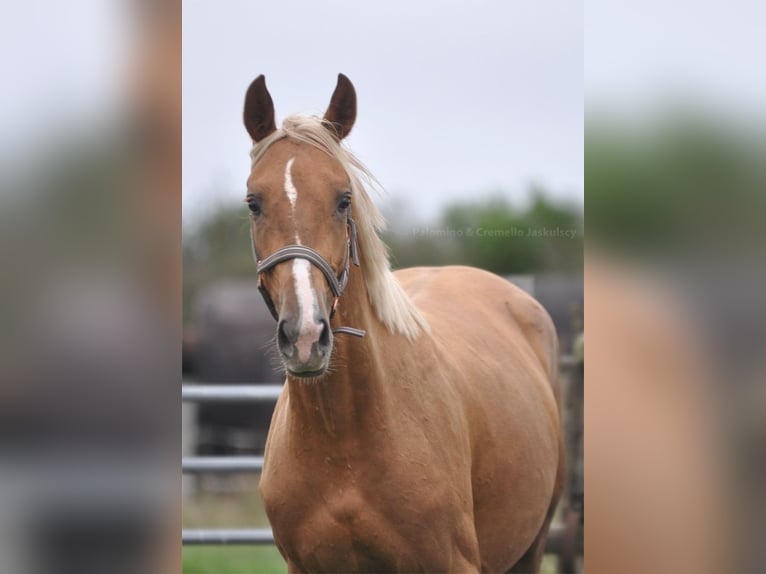 Pools sportpaard Merrie 3 Jaar 164 cm Palomino in Piecowice