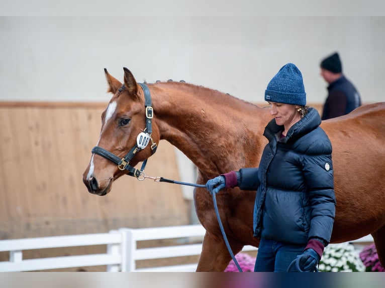 Pools sportpaard Merrie 3 Jaar 166 cm Bruin in Galiny