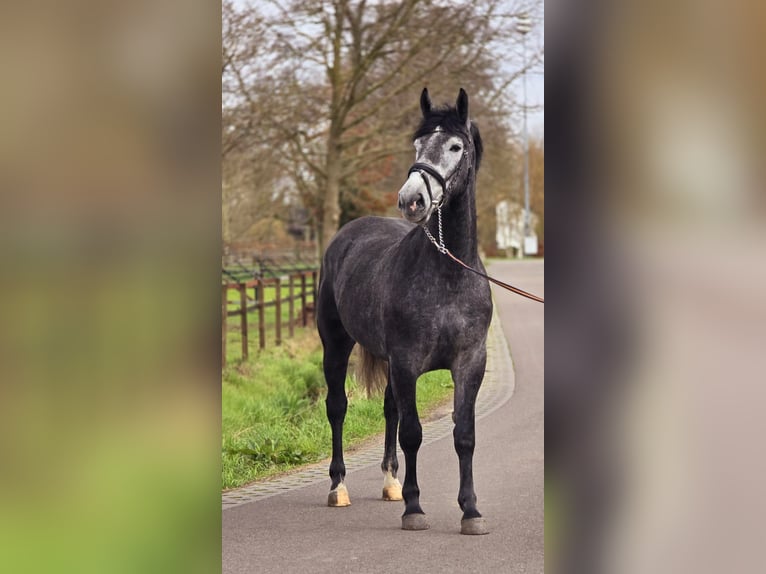 Pools sportpaard Merrie 3 Jaar 167 cm Zwartschimmel in Someren