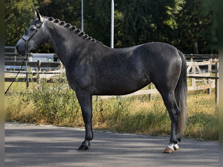 Pools sportpaard Merrie 3 Jaar 167 cm Zwartschimmel in Weert