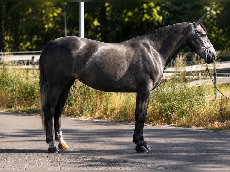 Pools sportpaard Merrie 3 Jaar 167 cm Zwartschimmel in Weert