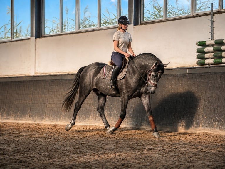 Pools sportpaard Merrie 3 Jaar 167 cm Zwartschimmel in Weert